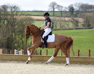 FEI Dressage pony German Highlight