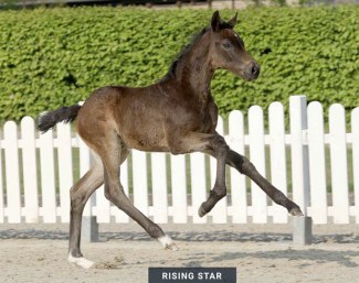 Rising Star (by Raven x Belstaff) :: Photo © Recki