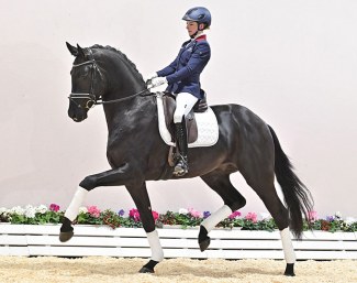 Splendid at the 2021 Oldenburg Spring Elite Auction :: Photo © Feldhaus