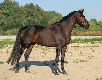 Danish warmblood gelding Jazzero (by Jazz x Brody)