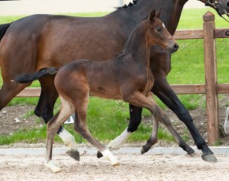 Stunning filly by Iron x Don Schufro