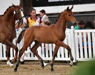 Dynamic Diamond (by Dynamic Dream x Brisbane x De Niro) :: Photo © Björn Schroeder