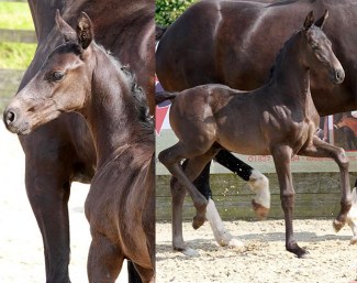 Newton Double Take (by D'Egalité x De Niro x Rubinstein)