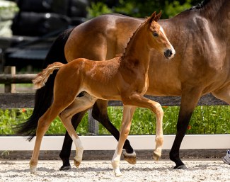 Richmond (by Dynamic Dream x United)