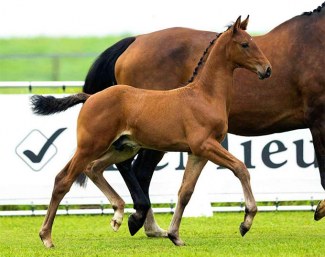 Riverdale CL, colt by Glamourdale x Florencio x Krack C