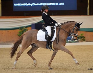 FEI Dressage Pony Nice Guy