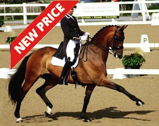 RS Raphael (by Blue Hors Romanov x Argument x Feiner Stern)
