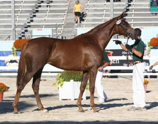 Rheporter at the 2011 Devon Breed Show