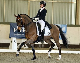 Sir Soleil - Grand Prix horse by Sir Rubin x Paradiesvogel