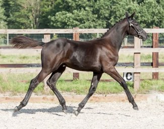 Romeo Bankes (by Glamourdale x Ufo)