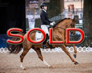 Inspi(red) Justice RP competing at the Stockholm International Horse Show :: Photo © Rosita Dahlberg