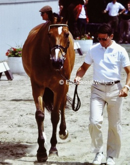 Marzog with Anne-Grete's husband at the time, Tony Jensen, at the horse inspection for the 1986 World Championships Dressage :: Photo © Elisabeth Weiland