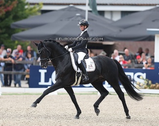 Global Player OLD, winner of the 6-year old division at the 2022 World Young Horse Championships :: Photo © Astrid Appels