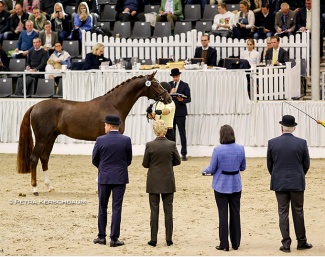 The 2022 Hanoverian Stallion Licensing in Verden. The premium stallion by For Romance x Franziskus presented to the committee :: Photos © Petra Kerschbaum
