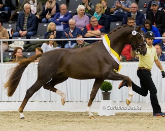 Premium stallion by For Romance x Franziskus at the 2022 Hanoverian Stallion Licensing :: Photo © Christina Beuke