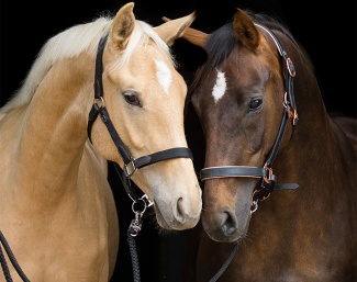Palomino and bay :: Photo © Hannoveraner Verband