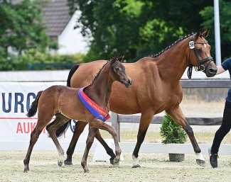HP Vanessa (by Vitalis x Foundation) winner in the filly division at the 2023 Oldenburg Foal Championship :: Photos © OLD Art