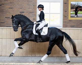 Pernod RS2 :: Photo © RS2 Dressage