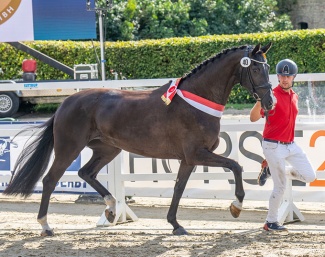 Iconic Love FD, 2023 Westfalian Elite Mare Champion :: Photo © Reckimedia