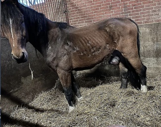 Although Tyrell Cotant had his phone taken from him by John Byrialsen, he managed to take pictures of the horses earlier this year. This is a horse with a urinary tract infection. John Byrialsen told TV MIDVEST that the horse is undergoing treatment :: Photo: Tyrell Cotant