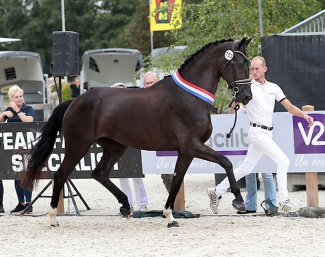 Phoenix-Utopia RS2 is the 2023 KWPN Mare Champion :: Photo © Jacob Melissen for KWPN