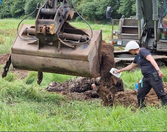 So far the cadavers of twenty horses have been dug up at Viegaard stutteri in Skals, Denmark :: Photo © Dorthe Brauner Jensen
