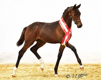 Furst Diamont H :: Photo © Matthias Mayer - courtesy Pferdezucht Austria