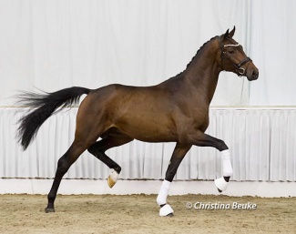 Dynamic Dream x Finest x Don Diamond at the pre-selection for the 2023 Hanoverian Stallion Licensing :: Photo © Christina Beuke