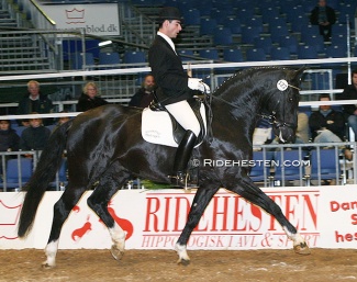 Nuno Palma e Santos on Depardieu at the 2004 Danish Warmblood stallion licensing in Herning :: Photo © Ridehesten