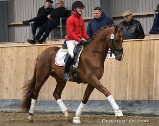Test rider Allan Gron on Viva Vegas at the 35-Day performance test in Torring :: Photo © Ridehesten