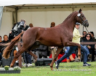 The premium licensed colt, Cat.nr 5 by Bon Courage x Rotspon, which sold for 170,000 euro to Ellen Schulten-Baumer :: Photo © Petra Kerschbaum