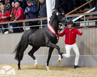 Deichgraf named champion of the 2023 Westfalian Stallion Licensing in Munster :: Photo © Guido Recki/Westfalenpferde.de