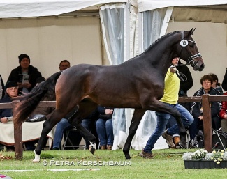 Cat nr 19 by Dynamic Dream x Millennium at the 2023 Hanoverian Stallion Licensing in Verden :: Photo © Petra Kerschbaum