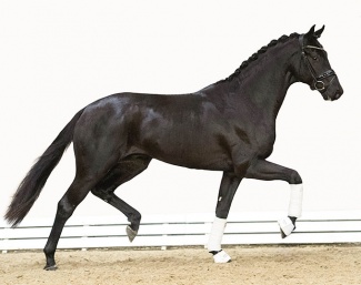Colt by For Romance I - Depardieu - Fürst Heinrich :: Photo © OLD Art