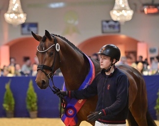 Matthis Westendarp walking the 2024 Oldenburg Licensing Champion by Von Und Zu x Dancier :: Photos © OLD Art