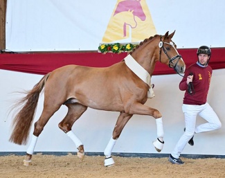The 2024 DSP Stallion Licensing champion by De Sandro x Domherr :: Photo © Bjorn Schroeder