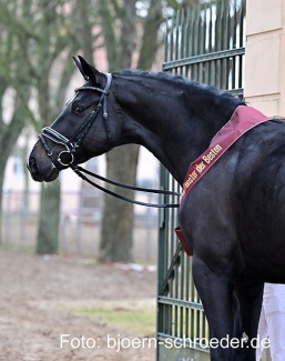 The 2024 Brandenburg Licensing champion Boccacio (by Belantis II x Morricone x De Niro :: Photo © Bjorn Schroeder