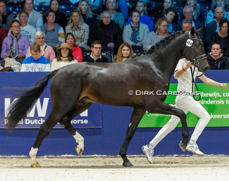 Rohan  (by Jameson x Easy Game) at the 2024 KWPN Stallion Licensing :: Photo © Dirk Caremans