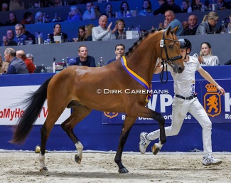 Premium colt Rome USB  (by Vaderland x Zambuka) at the 2024 KWPN Stallion Licensing :: Photos © Dirk Caremans