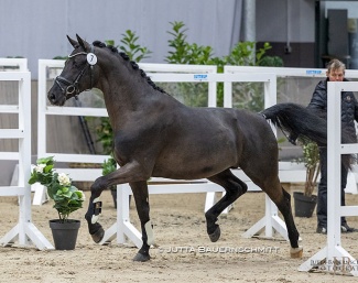 Zauberdesign (by Schwarzgold x Monteverdi) :: Photo © Jutta Bauernschmitt