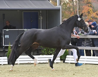 Diamantenglanz (by Diamond First - Bon Coeur) at the 2021 Oldenburg Stallion Licensing :: Photo © gr. Feldhaus