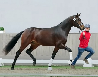 Furstensilber II came from the Westfalian youngster auction and is now part of the 2024 Oldenburg saddle licensing collection