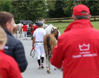 Foal inspection by Danish warmblood :: Photo © Ridehesten