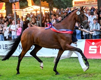 First Vaiana, Champion of the 2024 Oldenburg Elite Mare Show :: Photo © OLD