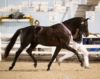 R Stetson (by Gørklintgårds Shaolin × Jazz) is the 2024 Devon Breed Show Grand Champion : Photo © PMG