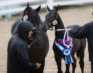 Ulrich ISF wins the Foal Championship at the 2024 Devon Breed Show :: Photo © Olivia Airhart