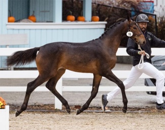 Uriel ISF (by Cum Laude x Sir Sinclair): Winner of the Fillies of the Current Year and KWPN classes, Reserve Champion Foal, ProElite/USDF Breeders Championships East Coast Finals Reserve Champion Foal :: Photo by Purple Horse Designs