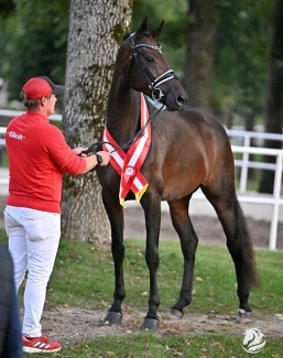 Kings Lady (by Bon Courage x Feedback x Daros) is the 4-yo Austrian Warmblood mare champion :: Photo © Team Myrtill / courtesy AWÖ