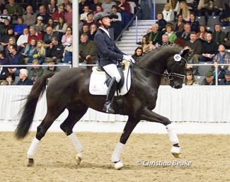 Sascha Böhnke on Livaldon at the 2015 Hanoverian Privately Owned Stallion Show :: Photo © Christina Beuke