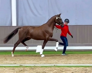 Colt by Vitalis - Fürst Jazz - Stedinger at the 2024 Westfalian licensing pre-selection